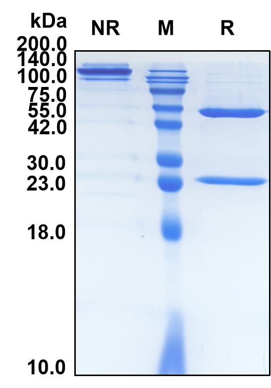 Ramucirumab (Biosimilar Reference Antibody) (KDR)
