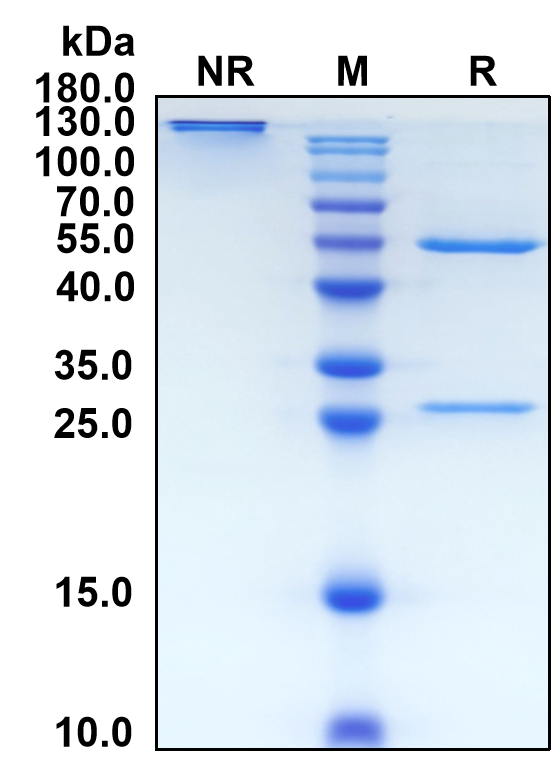 Reflocibart (Biosimilar Reference Antibody) (VEGFB)