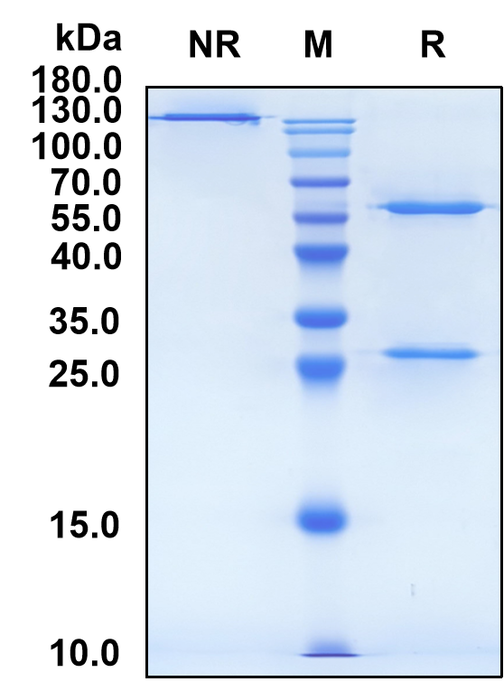Resugosbart (Biosimilar Reference Antibody) (SOST)