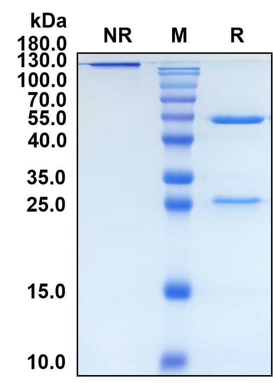 Rezorstobart (Biosimilar Reference Antibody) (KLRB1)