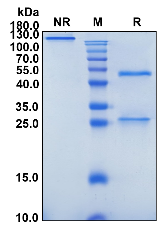 Rilotumumab (Biosimilar Reference Antibody) (HGF)