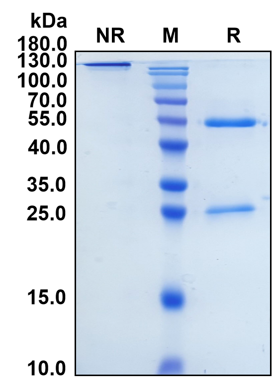 Rocatinlimab (Biosimilar Reference Antibody) (TNFRSF4)