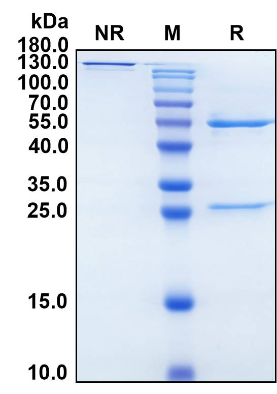 Roledumab (Biosimilar Reference Antibody) (RhD)