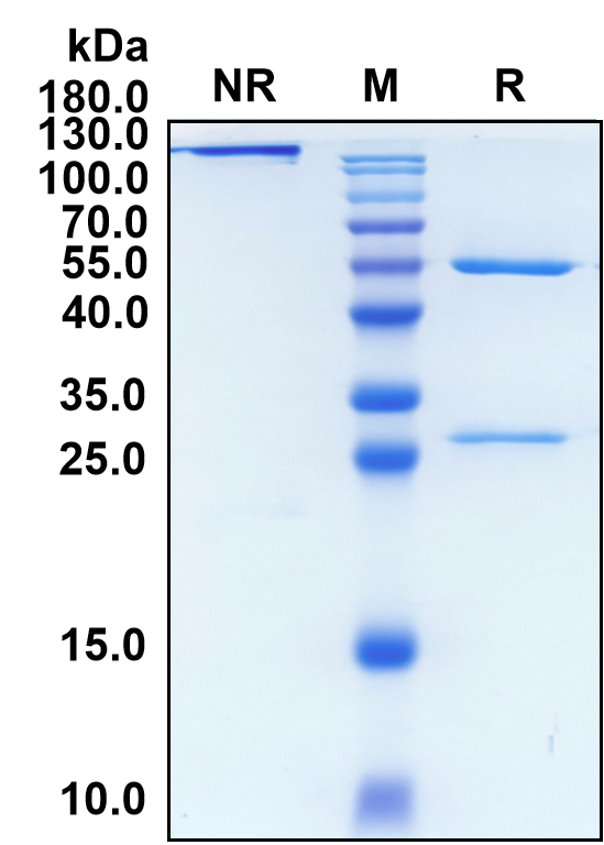 Rolinsatamab (Biosimilar Reference Antibody) (PRLR)