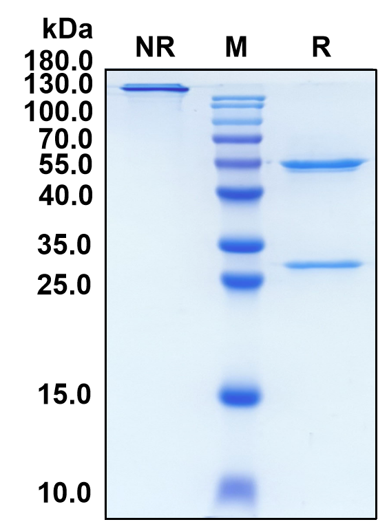 Rolistobart (Biosimilar Reference Antibody) (LILRB4)
