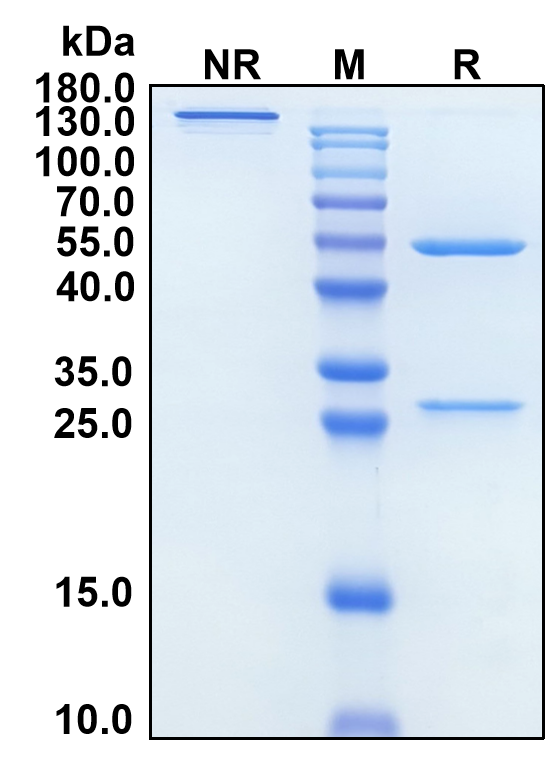 Rontalizumab (Biosimilar Reference Antibody) (IFNA1)