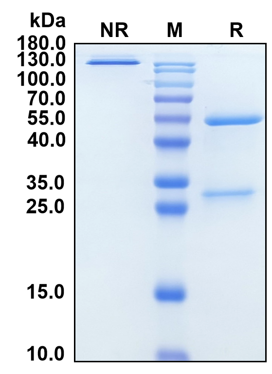 Rosmantuzumab (Biosimilar Reference Antibody) (RSPO3)