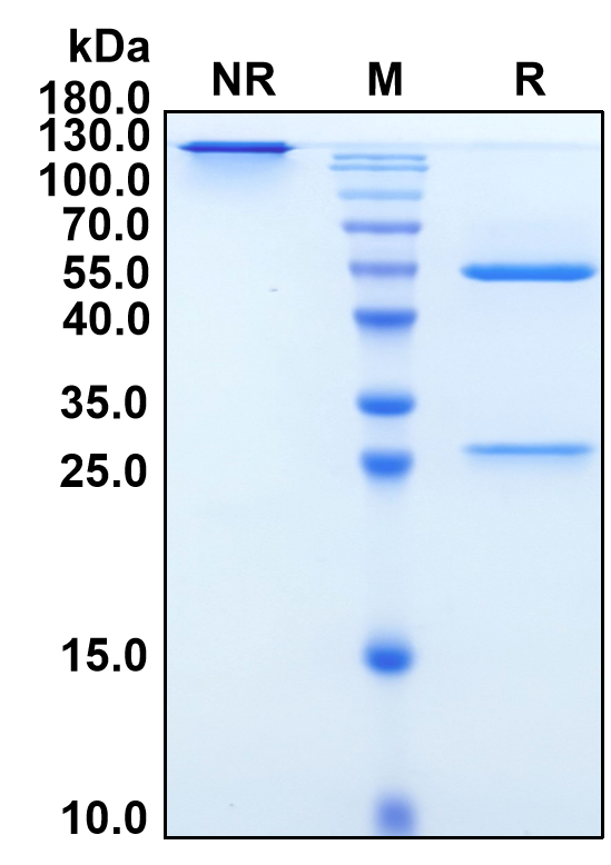 Rovalpituzumab (Biosimilar Reference Antibody) (DLL3)