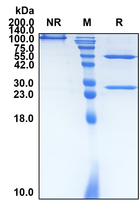 Ruplizumab (Biosimilar Reference Antibody) (CD40LG)