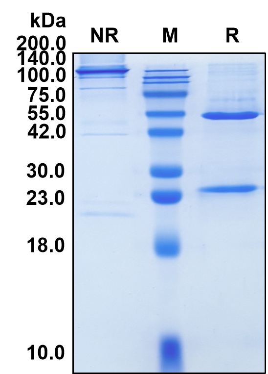 Sacituzumab (Biosimilar Reference Antibody) (TACSTD2)