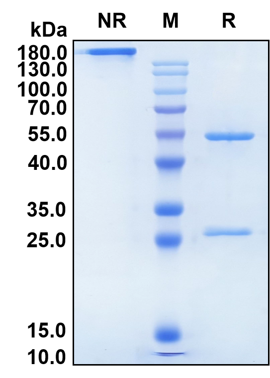 Sifalimumab (Biosimilar Reference Antibody) (IFNA1)