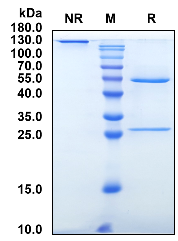 Sigvotatug (Biosimilar Reference Antibody) (ITGB6)