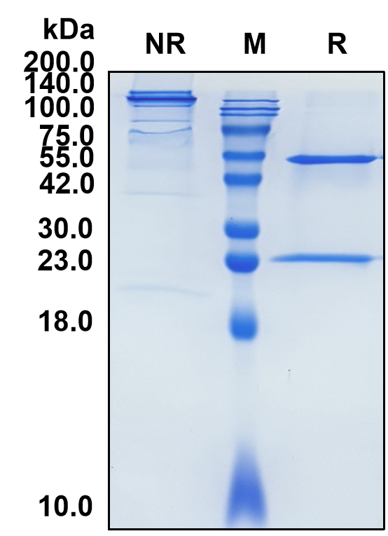 Siltuximab (Biosimilar Reference Antibody) (IL6)