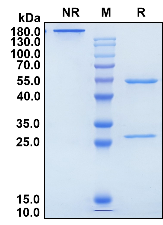 Simtuzumab (Biosimilar Reference Antibody) (LOXL2)