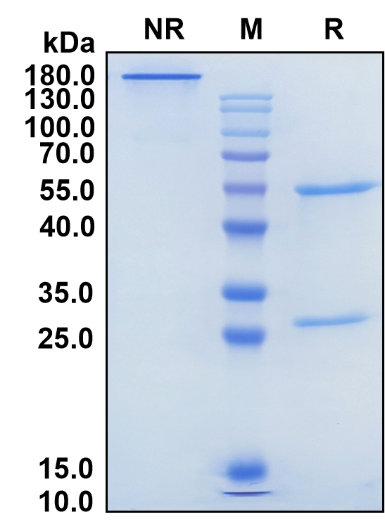 Sirexatamab (Biosimilar Reference Antibody) (DKK1)