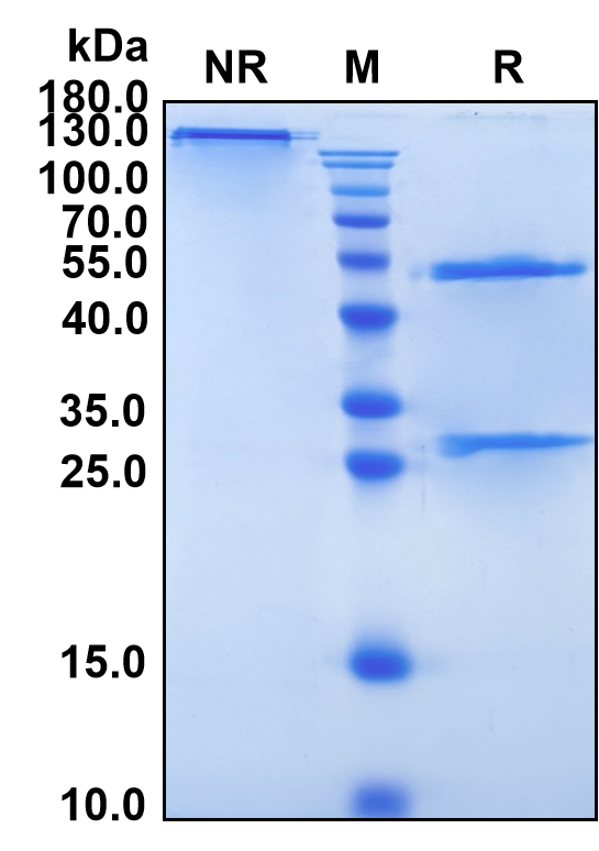 Sirtratumab (Biosimilar Reference Antibody) (SLITRK6)