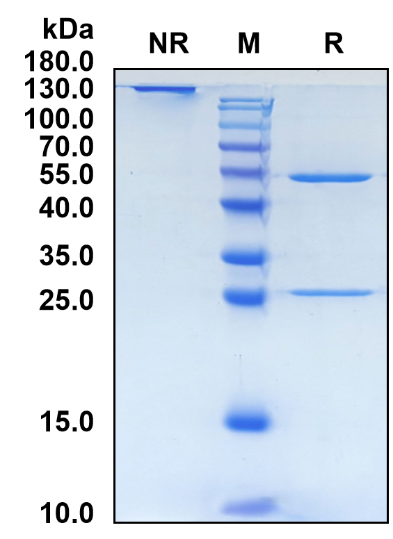 Sirukumab (Biosimilar Reference Antibody) (IL6)