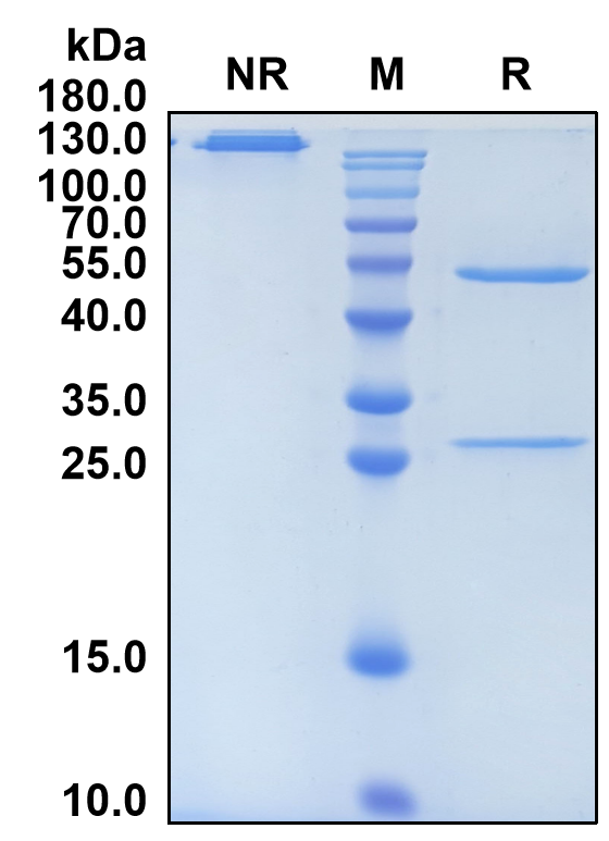 Sofituzumab (Biosimilar Reference Antibody) (MUC16)