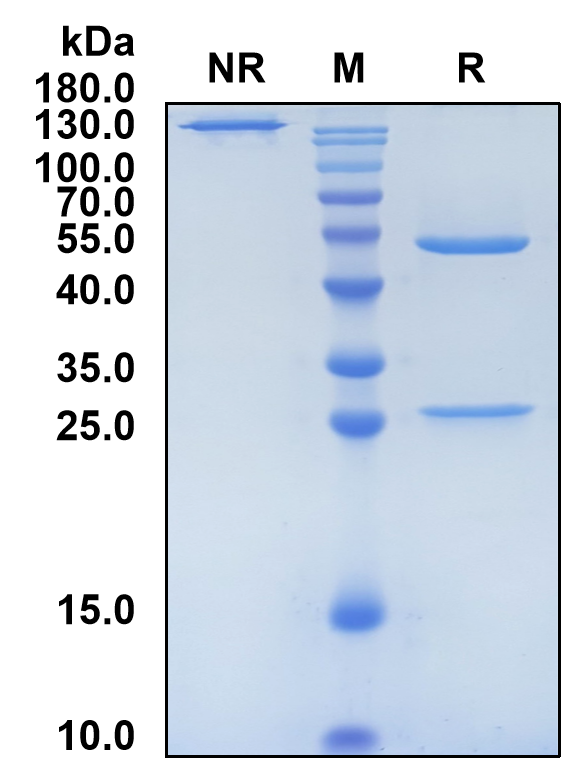 Solrikitug (Biosimilar Reference Antibody) (CRLF2)