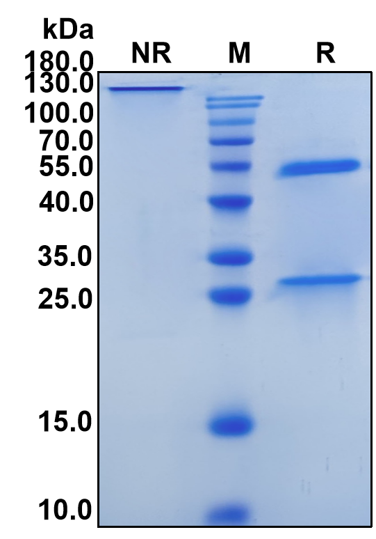 Sotevtamab (Biosimilar Reference Antibody) (CLU)