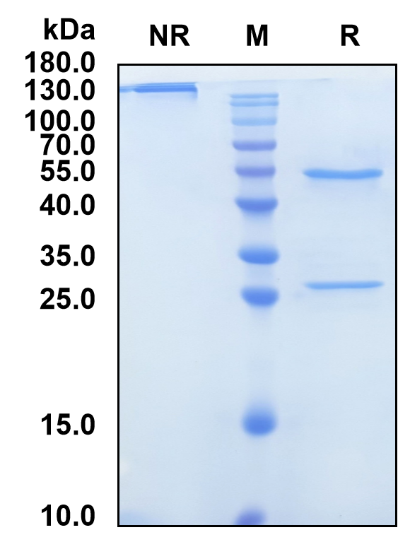 Sutimlimab (Biosimilar Reference Antibody) (C1S)