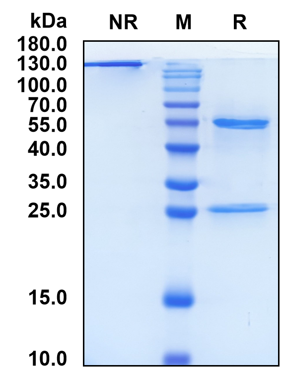 Tabituximab (Biosimilar Reference Antibody) (FZD10)