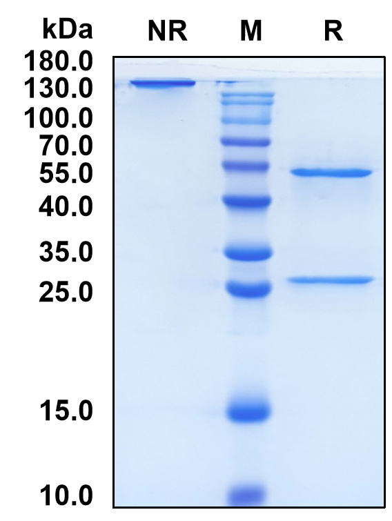 Tacatuzumab (Biosimilar Reference Antibody) (Alpha Ferroprotein)