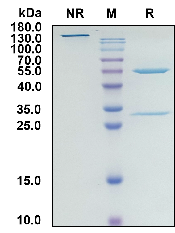Talacotuzumab (Biosimilar Reference Antibody) (IL3RA)