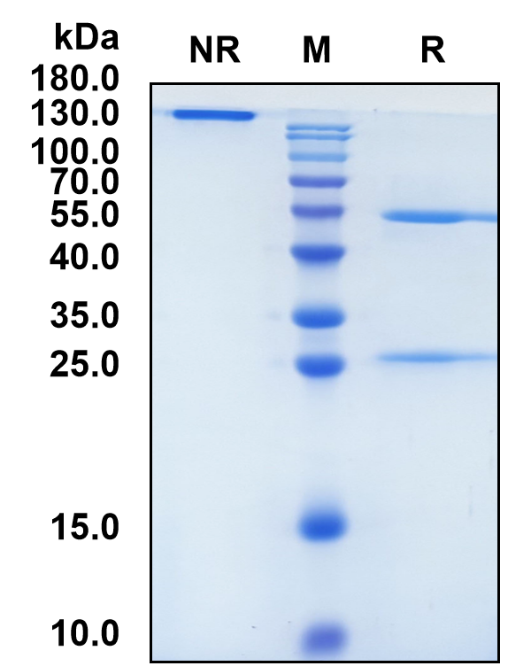 Tarcocimab (Biosimilar Reference Antibody) (VEGFA)