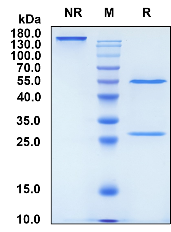 Tarextumab (Biosimilar Reference Antibody) (NOTCH2 and NOTCH3)