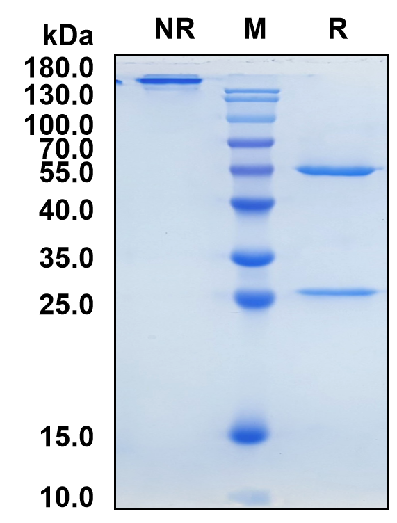 Temelimab (Biosimilar Reference Antibody) (MS-associated Retrovirus Envelope Protein)