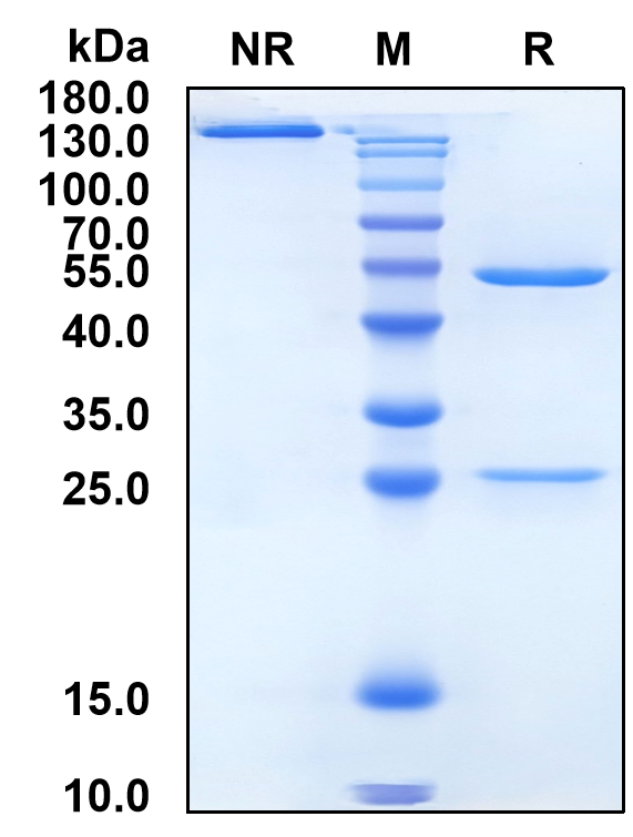 Temtokibart (Biosimilar Reference Antibody) (IL22RA1)