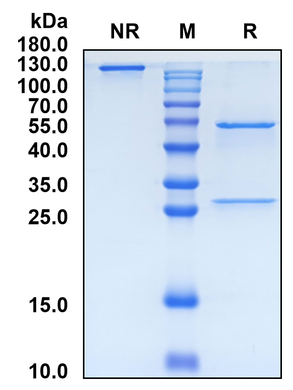 Tesidolumab (Biosimilar Reference Antibody) (C5)