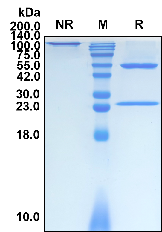 Tesnatilimab (Biosimilar Reference Antibody) (KLRK1)