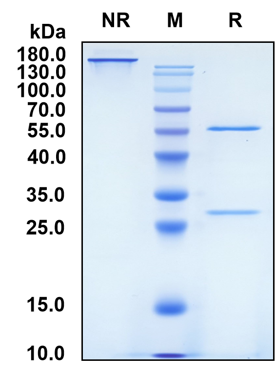 Tezepelumab (Biosimilar Reference Antibody) (TSLP)