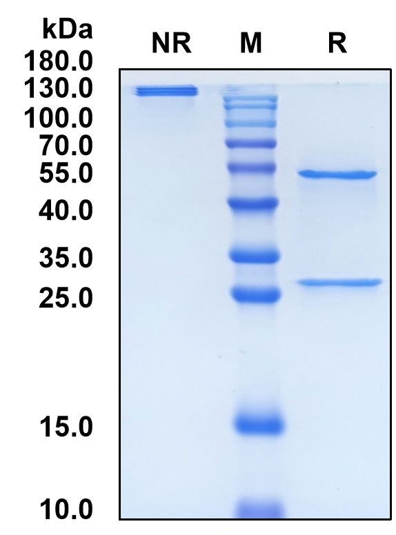 Tifcemalimab (Biosimilar Reference Antibody) (BTLA)