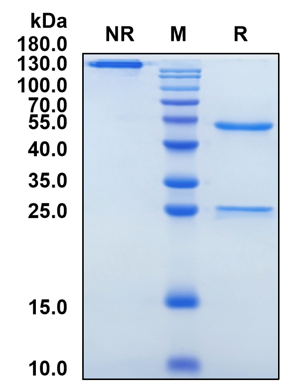 Timolumab (Biosimilar Reference Antibody) (AOC3)