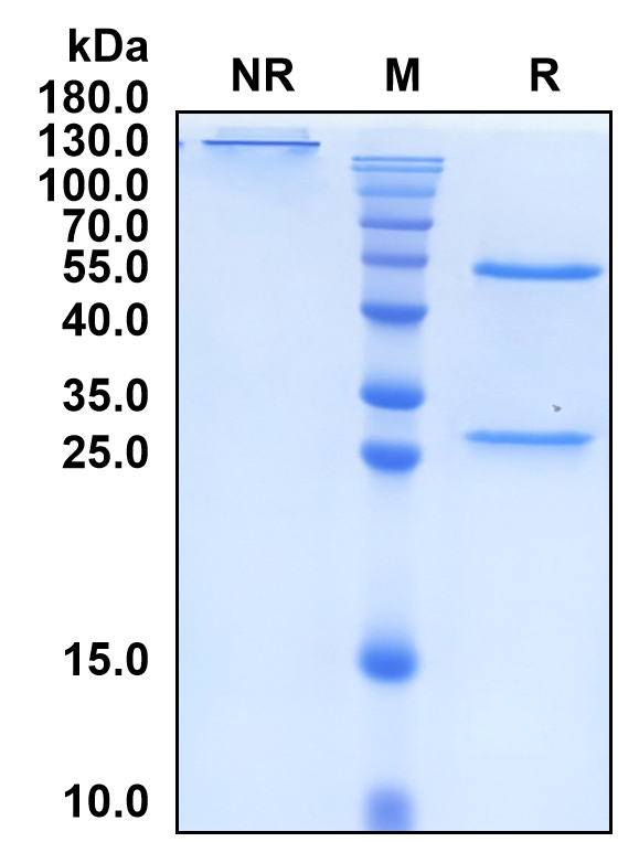 Tomaralimab (Biosimilar Reference Antibody) (TLR2)