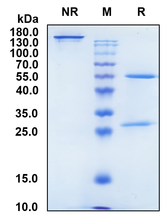 Tovetumab (Biosimilar Reference Antibody) (PDGFRA)
