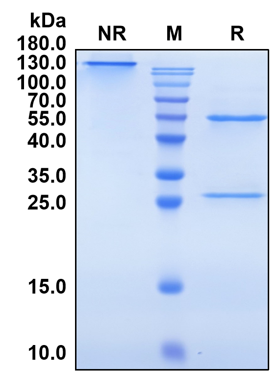 Trabikibart (Biosimilar Reference Antibody) (CSF2RB)