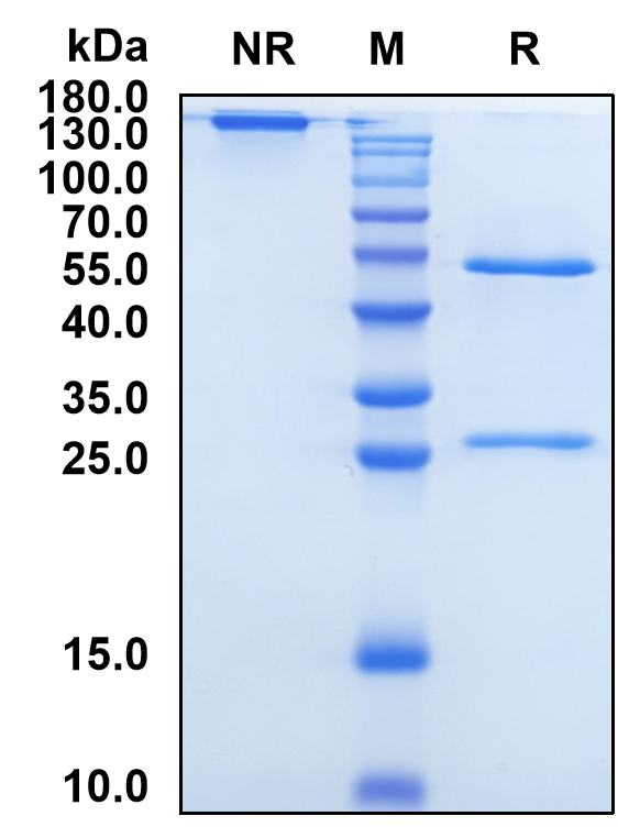 Trevogrumab (Biosimilar Reference Antibody) (MSTN)