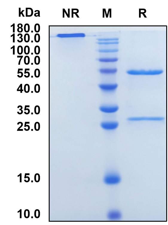 Trinbelimab (Biosimilar Reference Antibody) (RhD)