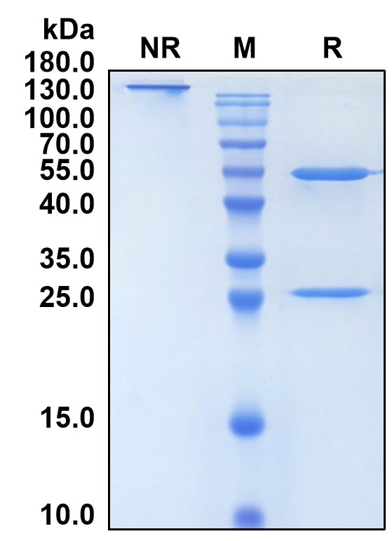 Tulisokibart (Biosimilar Reference Antibody) (TNFSF15)