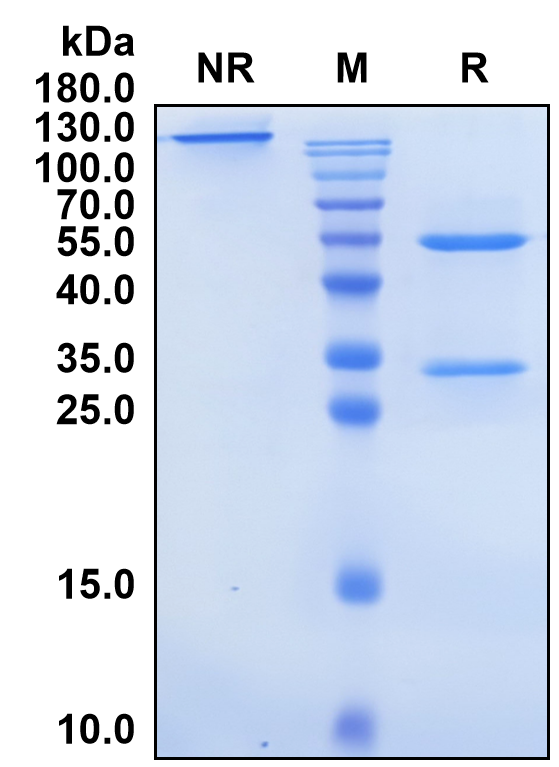 Ucenprubart (Biosimilar Reference Antibody) (MOX2R)