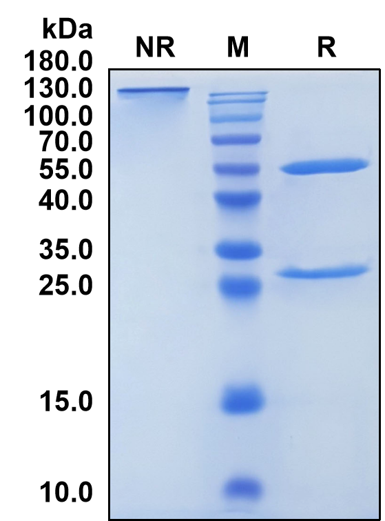 Ulenistamab (Biosimilar Reference Antibody) (PAUF)