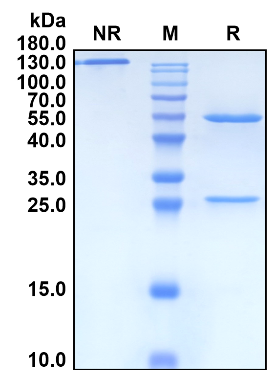 Unasnemab (Biosimilar Reference Antibody) (RGMA)