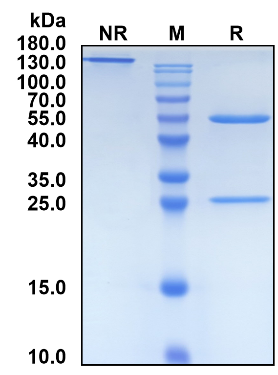 Upinitatug (Biosimilar Reference Antibody) (SLC34A2)