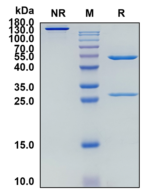 Urelumab (Biosimilar Reference Antibody) (TNFRSF9)
