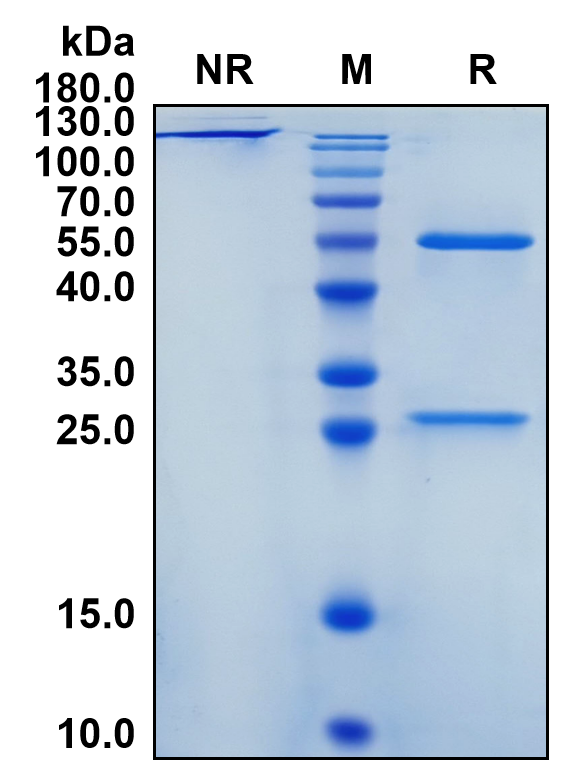 Vadastuximab (Biosimilar Reference Antibody) (CD33)