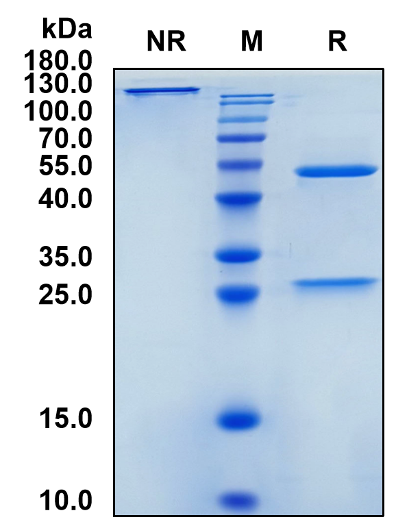 Valanafusp (Biosimilar Reference Antibody) (INSR)